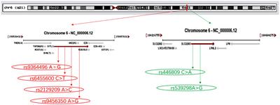 SYTL3–SLC22A3 Single-Nucleotide Polymorphisms and Gene–Gene/Environment Interactions on the Risk of Hyperlipidemia